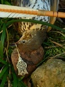 Wikinger-Ohrringe "Hugin" Bild 4